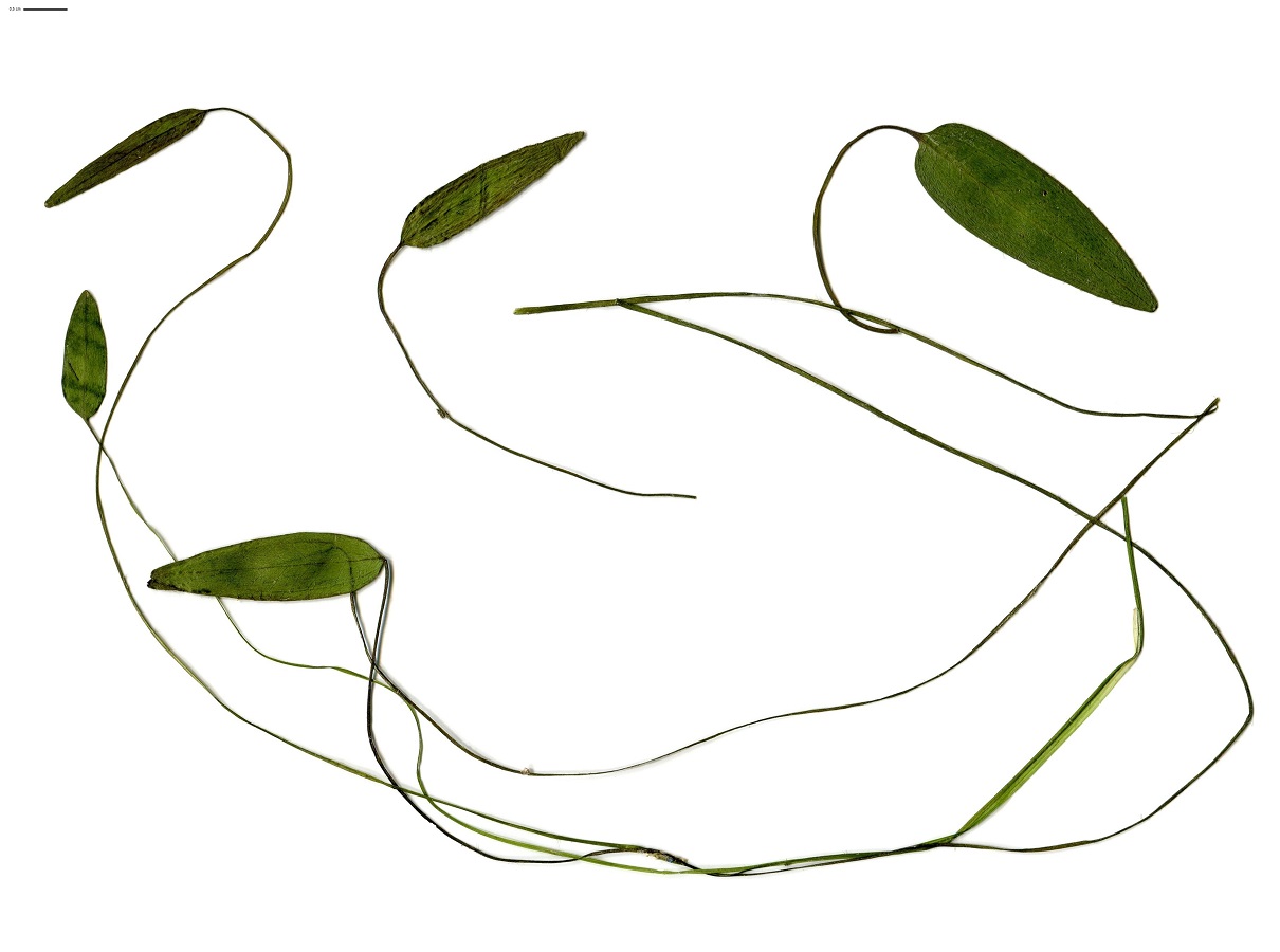Luronium natans (Alismataceae)